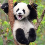 熊猫宝宝真实图片头像