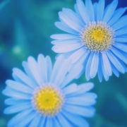 清新蓝花植物头像