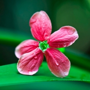 唯美花朵，点亮你的头像