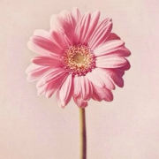粉色太阳花植物头像
