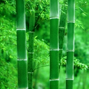 植物翠绿竹子头像