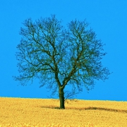 一棵树风景头像图片