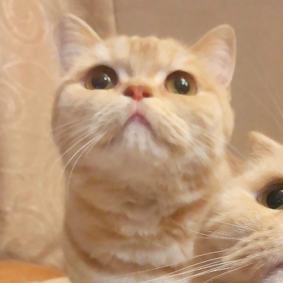 超萌的微信猫咪头像