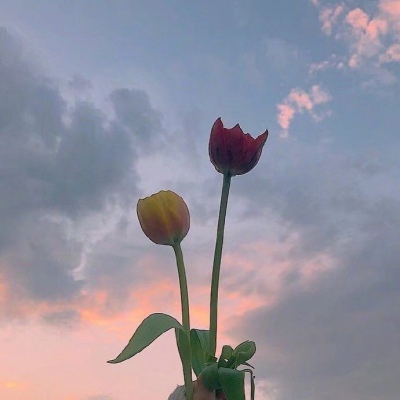 晚霞和花的唯美图片 晚霞与花共绘浪漫