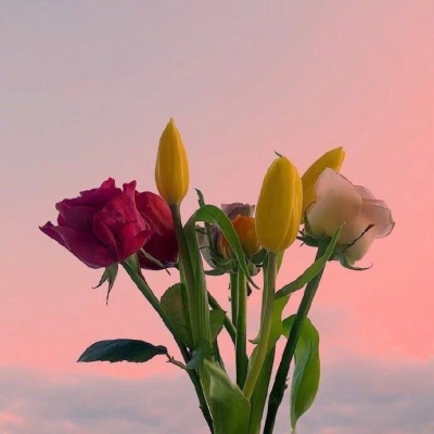 晚霞和花的唯美图片 晚霞与花共绘浪漫