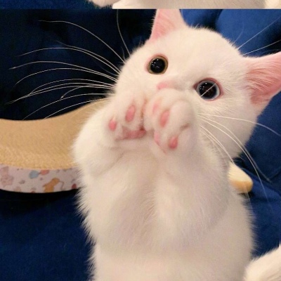 猫咪可爱卖萌微信图片