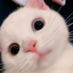 高清超萌可愛的貓圖片頭像