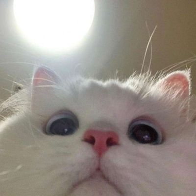 微信猫猫头像