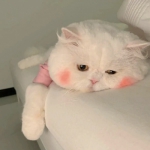 超可愛萌寵貓咪頭像圖片